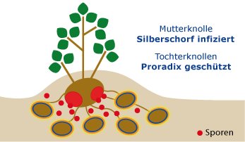 Mutterknolle Silberschorf infiziert, Tochterknollen Proradix geschützt